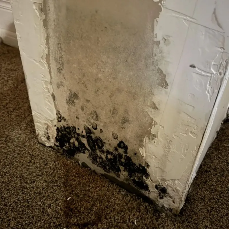 Professional Mold Removal in Norris City, IL